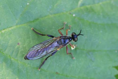 Réf. 294 924 : Dioctria rufipes
